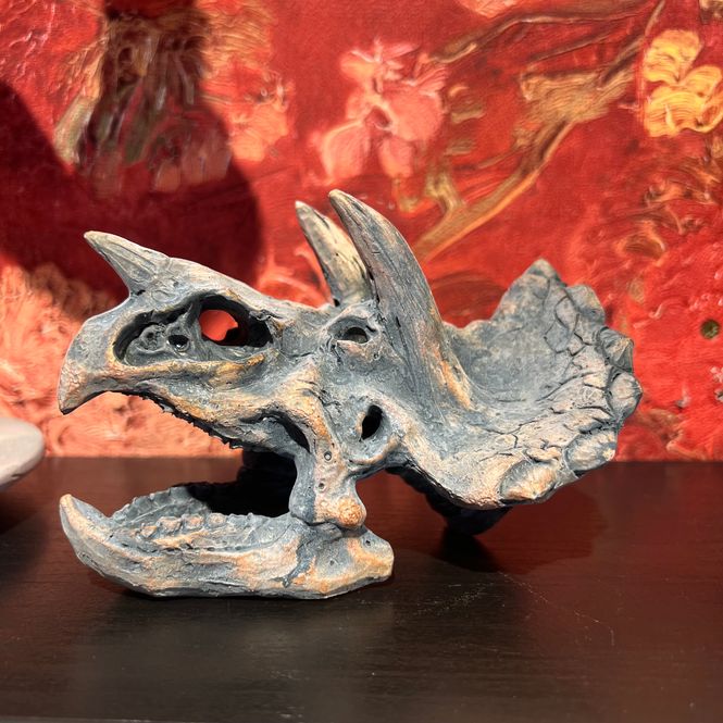 Hovedbilde Triceratops hodeskalle dekor